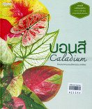 บอนสี ; Caladium